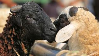 مفتي مصر يجيب على سؤال شائع بشأن الأضحية