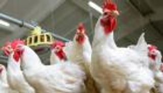 هل يجوز التضحية بالطيور؟ مفتي مصر يجيب