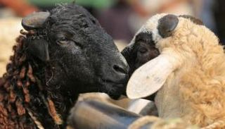 صك الأضحية في مصر