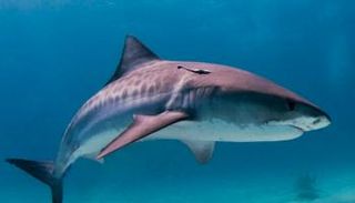 نصائح لتجنب هجوم أسماك القرش - أرشيفية
