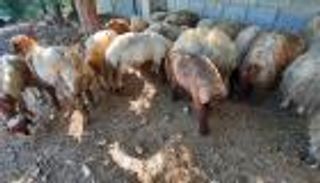 الغلاء يكسر فرحة الأضحية في لبنان واللحوم لمن استطاع