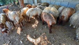 ركود سوق الخراف في لبنان