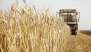 القمح في زمن الحرب.. هل بات سلاحا دبلوماسيا؟