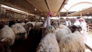 منافذ بيع الأضاحي في محيط الحرم المكي