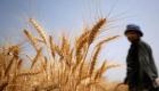 أزمة القمح العالمية تتفاقم.. الهند تفرض قيودا على "الطحين"