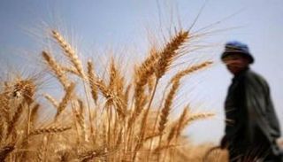 زراعات قمح - أرشيفية