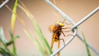 الحشرات تشعر بالألم أيضاً