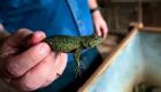 عبر البريد.. نيكاراجوا ترسل للعالم ثعابين وعناكب