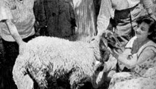 الفنانة شادية مع خروف العيد