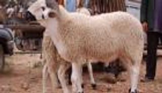 بعد يومين من خروجه بعفو رئاسي.. "خروف العيد" يُعيد جزائريا للسجن