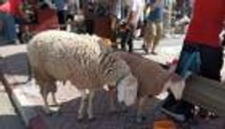 العيد الكبير في الجزائر.. أضحية بأجواء روحانية وتقليدية