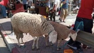 عيد الأضحى في الجزائر أجواء روحانية وعادات قديمة