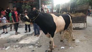 هروب عجول الأضاحي في مصر مسلسل مستمر - أرشيفية