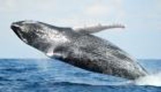 طوله 15 مترا.. نفوق حوت عملاق في الجزائر (صور)