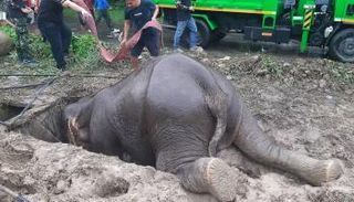 لحظات إنقاذ أنثى الفيل ورضيعها