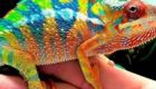 بسبب "حرباية ونسناس وبومة".. زوجة مصرية تطلب الطلاق