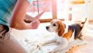 "نجاسة الكلب" تثير جدلا بين شيوخ الأزهر.. ما القصة؟