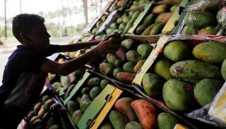 أسعار المانجو في مصر خلال 2022