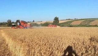 أزمة القمح الأوكراني