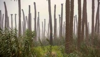 العراق يسعى لزراعة النخيل بكثافة