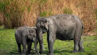 الأفيال تبدي مقاومة مذهلة لخلايا السرطان