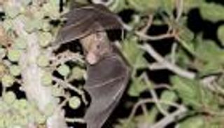 فيروس ماربورج.. 10 معلومات عن الخفاش المصري الحاضن للعدوى