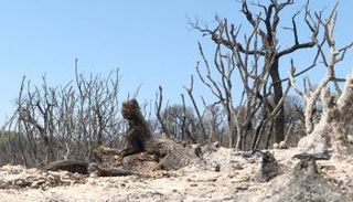 جانب من مخلفات الحرائق - العين الإخبارية