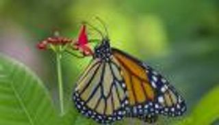 ملكة جمال سماء الأمريكتين مهددة بالانقراض