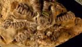 "زيلينسكي" موجود منذ 201 مليون سنة.. مفاجأة إثيوبية لرئيس أوكرانيا