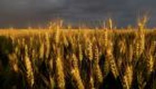 القمح ينجو من جحيم المعارك.. سياسة بـ"نار الفرن"