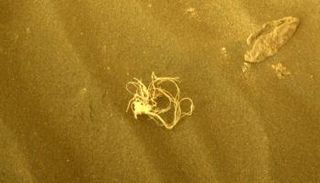 الجسم الغريب المرصود على المريخ