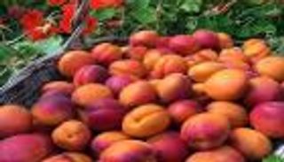 "الرّوزي".. تظاهرة لأجود أنواع المشمش في الجزائر (صور)