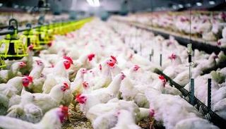 السعودية تمضي نحو الاكتفاء الذاتي من الدواجن 