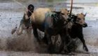 سباق الجاموس في تايلاند.. تقليد سنوي احتفالا ببدء زراعة الأرز (صور)