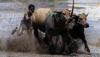 سباق الجاموس في تايلاند