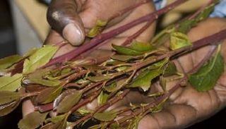 استئناف تصدير القات من كينيا للصومال جاء بعد عامين من الحظر