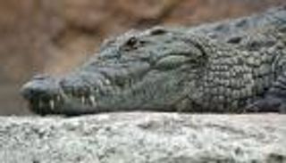 نهاية مأساوية.. وفاة أمريكية بعد سقوطها في بركة تماسيح