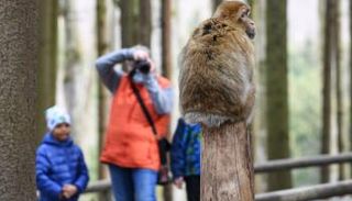 زوار الحديقة يتلقطون الصور للقرد