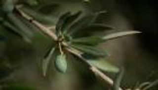 الجفاف يفتك بالذهب الأخضر في إسبانيا.. أغصان بلا زيتون