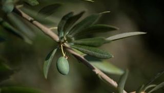 الجفاف ضرب مزارع الزيتون في إسبانيا