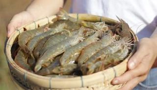 قصة الجمبري الكاميروني وعلاقته باسم الكاميرون