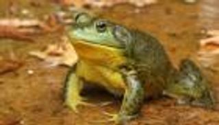 ضفدع وثعبان يكبدان العالم 16 مليار دولار.. فما السر؟