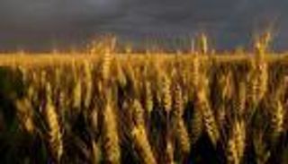 مصر تبحث إرسال مفتشين لفحص القمح في الموانئ الأوكرانية