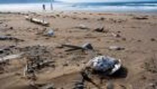 آلاف الجيف على شاطئ البحر.. والمتهم "إنفلونزا الطيور"