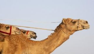 جمل سباقات - أرشيفية