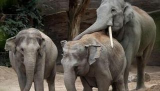 فيلة بحديقة الحيوانات في زيورخ