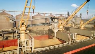 حبوب أوكرانيا تتأهب لغزو العالم