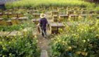 رواج كبير للعسل التركي في السوق الأمريكية