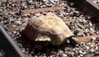 سلحفاة جريحة تعطّل قطارات شرق إنجلترا.. "قوقعة مكسورة"