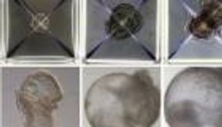 أجنّة فئران دون حيوان منوي أو بويضة.. خطوة لإنتاج أعضاء بشرية